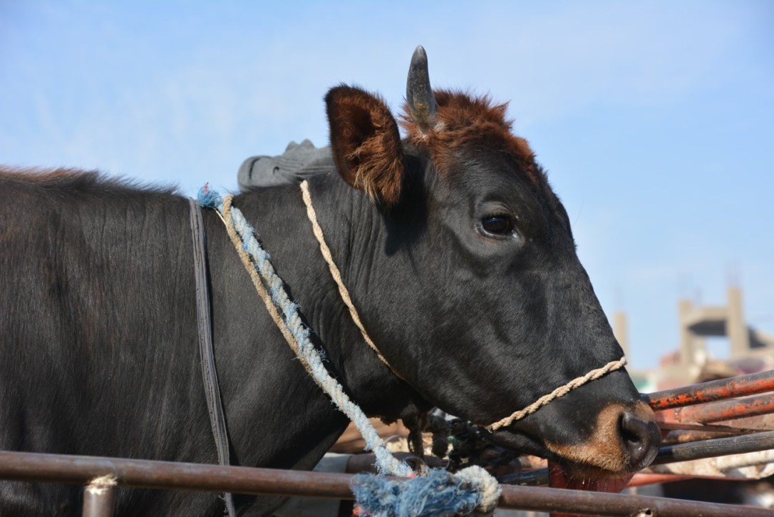 What Iconic Winter Animal ‘R’&nbsp;You?