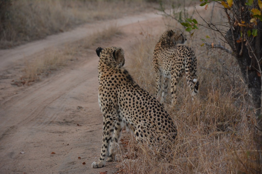 Meet Some New&nbsp;Friends