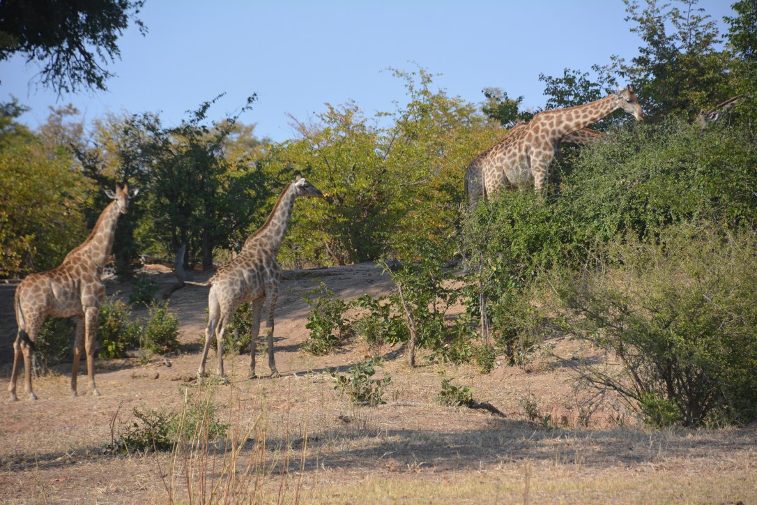 Stand tall…but beware
